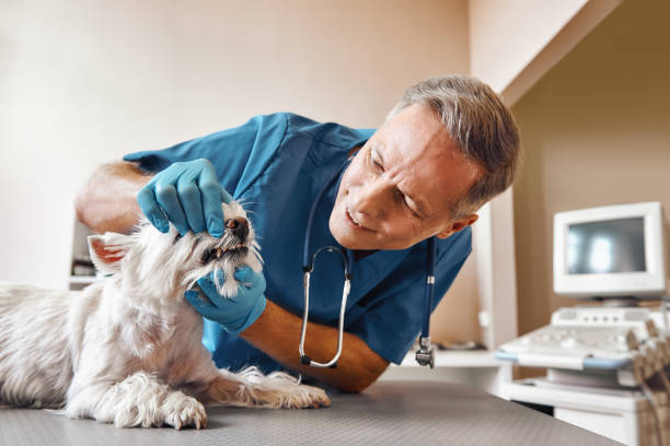 Best Emergency Dental Surgery in Annandale, MN